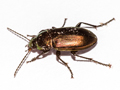 Poecilus versicolor